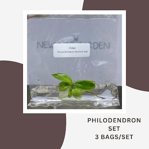 Philodendron-Spezialset „Whipple Way“ (3 Beutel/Set)