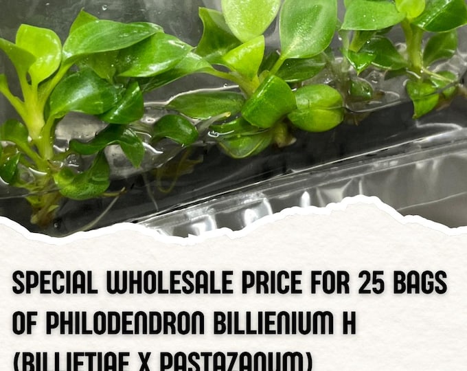 Wholesale 25 Philodendron Billienium H (Billietiae x Pastazanum) Tissue Culture (Counted as 1 Item to Save Shipping Cost)