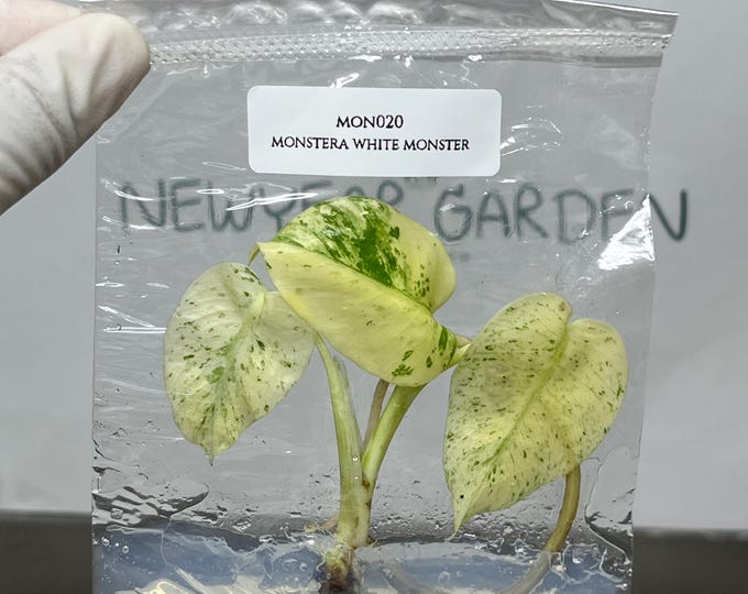 Monstera White Monster Tissue Culture (1 item/bag)