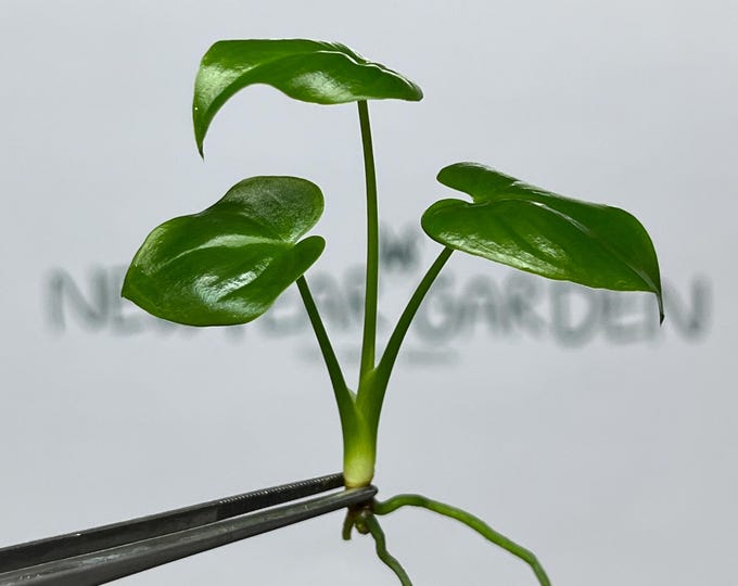 Philodendron Goeldii Tissue Culture (5 items/bag)