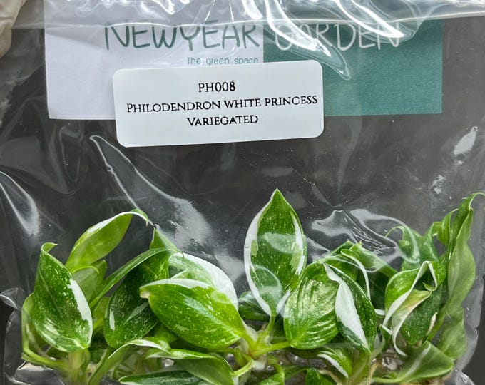 Philodendron White Princess Variegated Tissue Culture (5 items/bag)