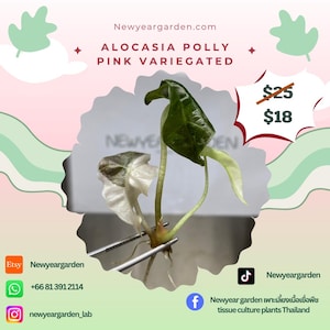 Alocasia Polly Pink Bont (1 plantje/zakje) Weefselkweek
