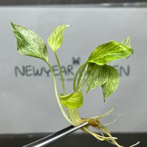 Könnte beinhalten: Ein kleiner Ableger einer panaschierten Efeutute mit mehreren herzförmigen Blättern, die weiße und hellgrüne Marmorierungen aufweisen. Die Pflanze hat einen kurzen Stängel und ein Bündel blasser, dünner Wurzeln an der Basis, gehalten von einer Pinzette.