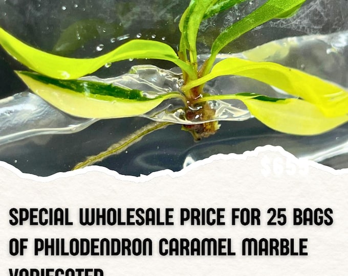 Wholesale 25 Philodendron Caramel Marble Variegated Tissue Culture (Counted as 1 Item to Save Shipping Cost)