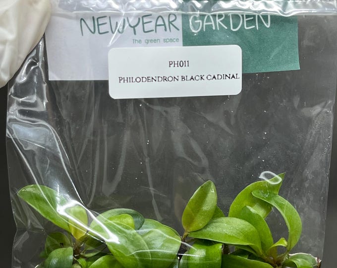 Philodendron Black Cardinal Tissue Culture (5 items/bag)