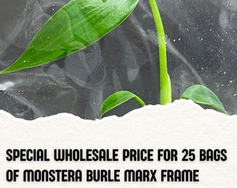 Wholesale 25 Monstera Burle Marx Frame Tissue Culture (Counted as 1 Item to Save Shipping Cost)