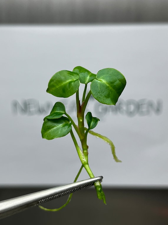 Anthurium Crytallium Dark Tissue Culture (1 Item/bag) - Etsy Israel