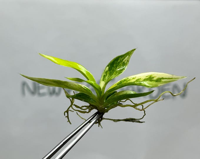 Philodendron Tortum Aurea Variegated Tissue Culture (1 item/bag)