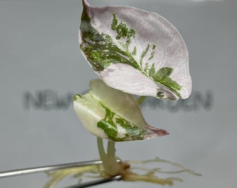 斑入りアロカシア・ワトソニアナ・ドフピンク組織培養植物 - Etsy 日本