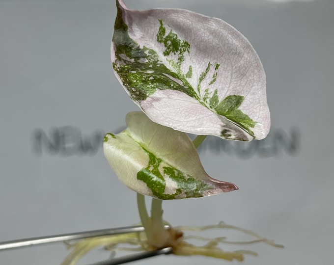 Alocasia Cuprea Pink Variegated Tissue Culture (1 item/bag)