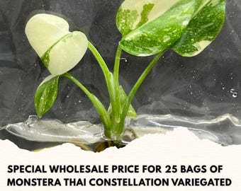 Wholesale Monstera Thai Constellation Variegated Tissue Culture (25 Bags)
