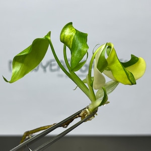 Puede incluir: Un esqueje de filodendro variegado con varias hojas que muestran tonos de verde brillante, verde lima y blanco crema. La planta presenta un tallo central con raíces visibles en la base, sostenida por unas pinzas de metal sobre un fondo blanco.