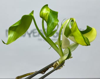 Monstera Aurea Borsigiana Variegated Tissue Culture (1 item/bag)
