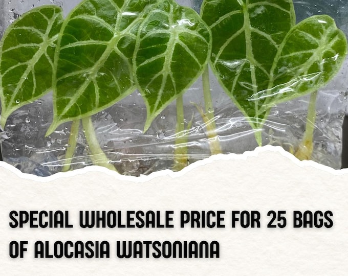 Wholesale 25 Alocasia Watsoniana Tissue Culture (Counted as 1 Item to Save Shipping Cost)