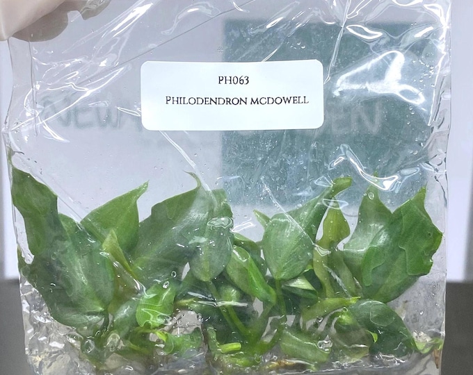 Philodendron mcdowell (5 plantlets/bag) Tissue culture