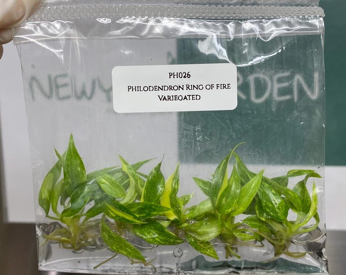 Philodendron Ring of Fire Variegated Tissue Culture (5 items/bag)