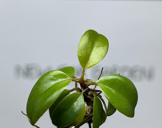 Philodendron Black Cardinal Tissue Culture (5 items/bag)