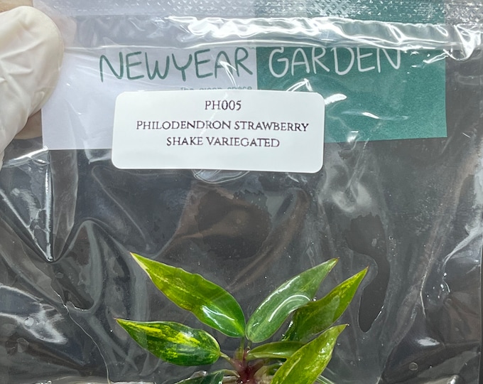Philodendron strawberry shake variegated (1 plantlet/bag) Tissue culture