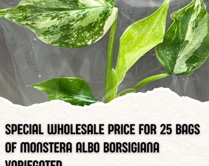 Wholesale 25 Monstera Albo Borsigiana Variegated Tissue Culture (Counted as 1 Item to Save Shipping Cost)