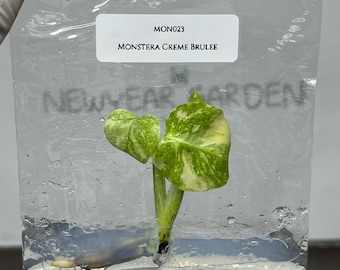 Monstera Creme Brulee Tissue Culture (1 item/bag)