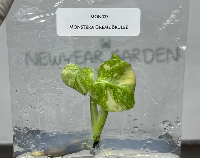 Monstera Creme Brulee Tissue Culture (1 item/bag)