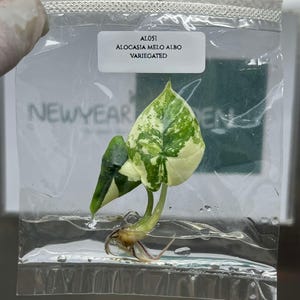 Variegated alocasia melo - Etsy 日本
