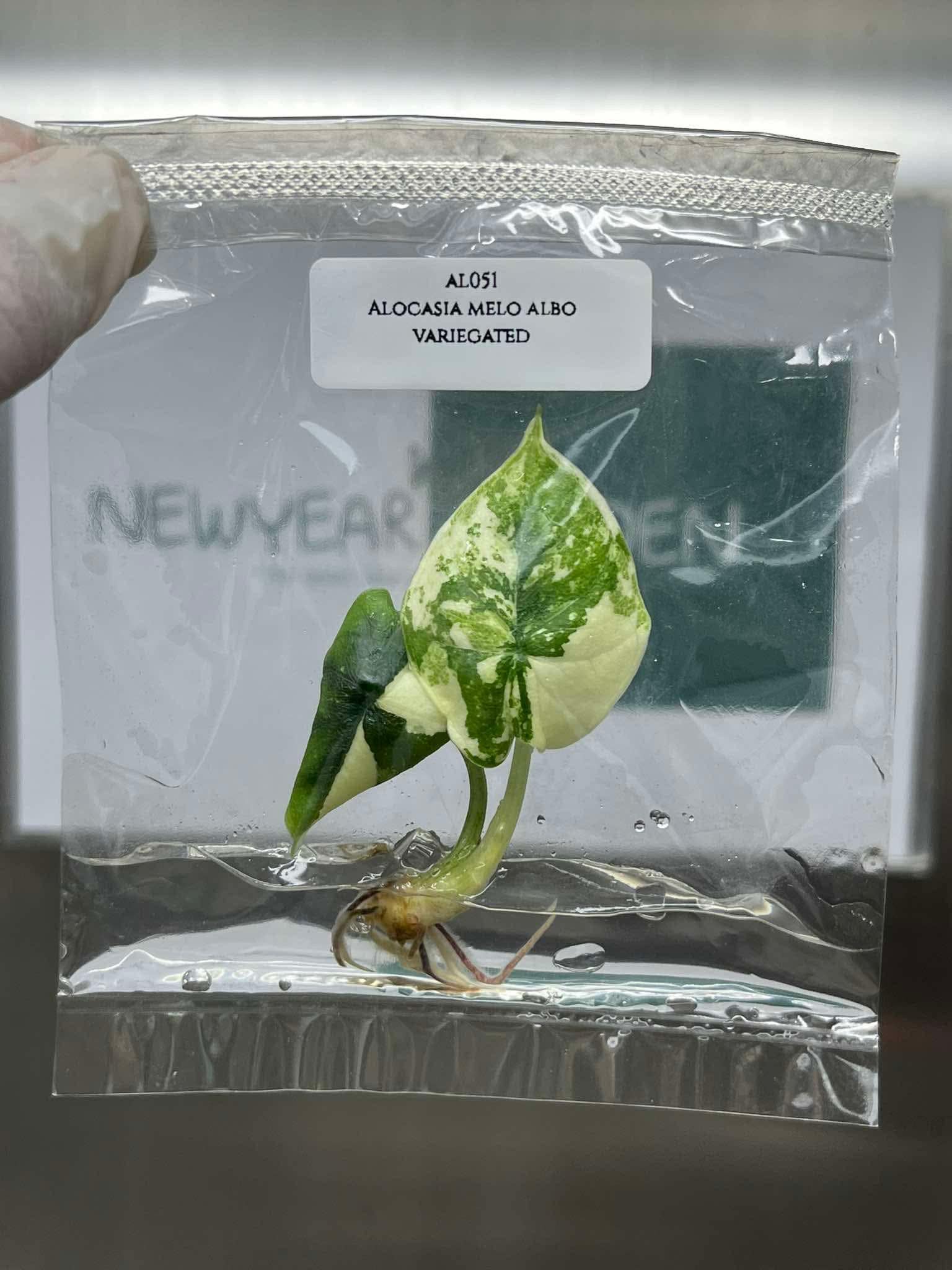 アロカシア メロ オーレア 斑入り アロカシア メロ オーレア 斑入り（Alocasia aurea variegated