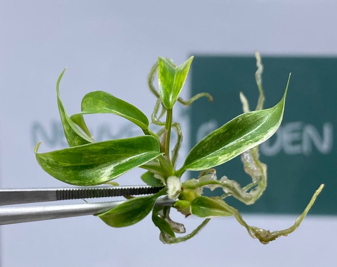 Philodendron Florida Beauty x Tortum Variegated Tissue Culture (1 item/bag)