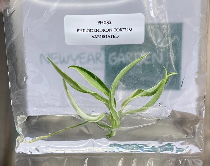 Philodendron Tortum Albo Variegated Tissue Culture (1 item/bag)