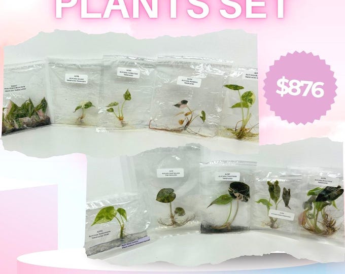 Special Set of Pink Aroid Plants Tissue Culture