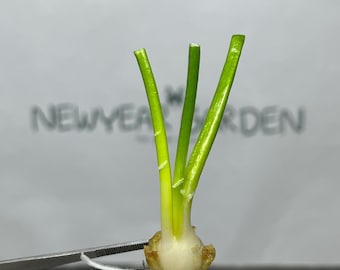 Hyacinth Tissue Culture (1 item/bag)