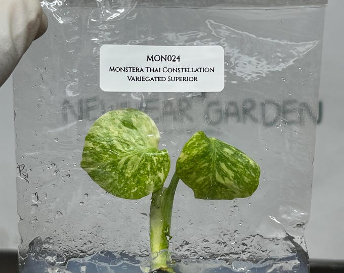 Monstera Thai Constellation Variegated Superior Tissue Culture (1 item/bag)