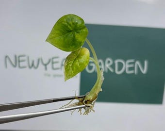 Alocasia Melo Aurea Variegated (Tricolor) (1 item/bag) Tissue Culture