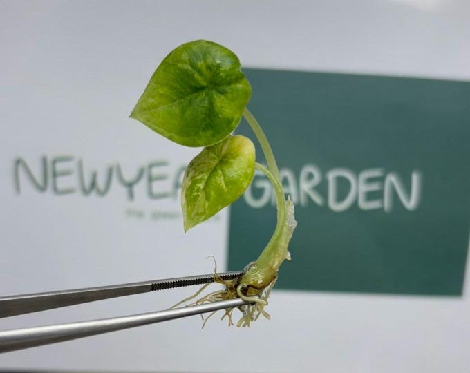 Alocasia Melo Aurea Variegated (Tricolor) (1 item/bag) Tissue Culture