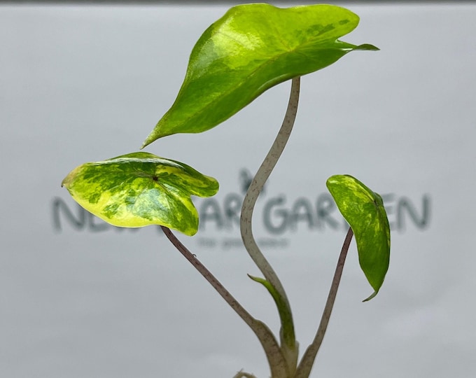 Alocasia Yucatan Princess Aurea Variegated Tissue Culture (1 item/bag)