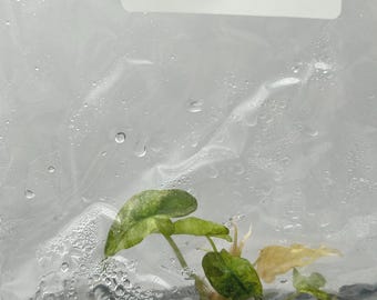 Alocasia Amazonica splash Variegated (1 plant/bag) Tissue culture