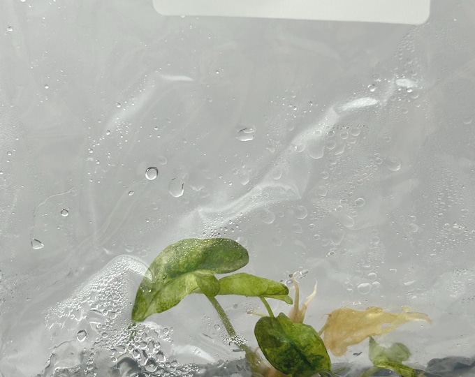 Alocasia Amazonica splash Variegated (1 plant/bag) Tissue culture