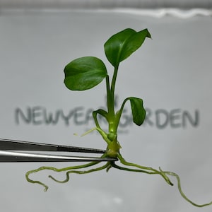 Könnte beinhalten: Nahaufnahme einer kleinen grünen Pflanze mit zwei Blättern und langen, dünnen Wurzeln. Die Pflanze wird von einer silbernen Pinzette gehalten. Der Text "NEWYEAR GARDEN" ist im Hintergrund sichtbar.