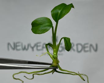 Dieffenbachia Green Magic Tissue Culture (5 items/bag)