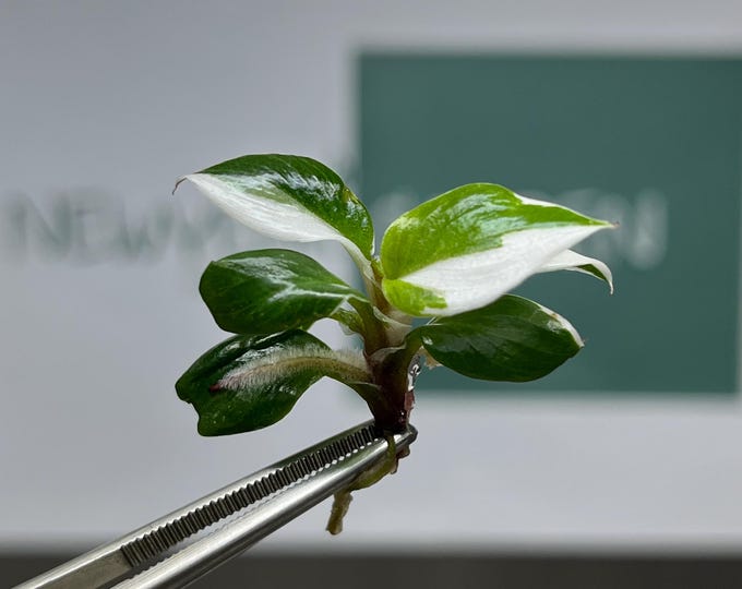 Philodendron White Knight Variegated Tissue Culture (5 items/bag)