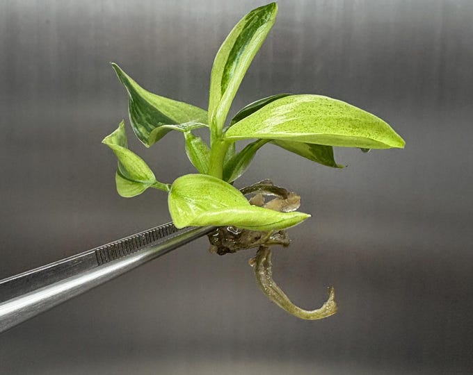 Philodendron Billietiae x Jose Buono Variegated Tissue Culture (1 item/bag)