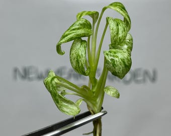 Epipremnum Giganteum Marble Variegated Tissue Culture (5 items/bag)
