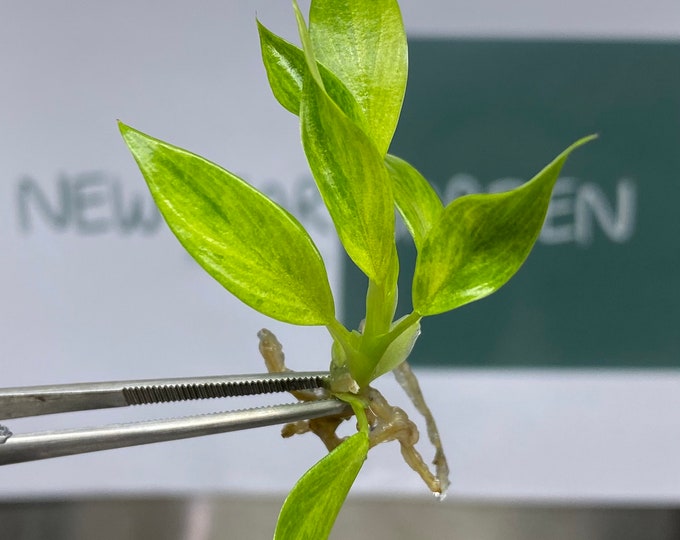 Philodendron Calkins Gold Tissue Culture (5 items/bag)