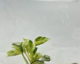 Epipremnum Teruno Lovesong Tissue Culture (1 item/bag)