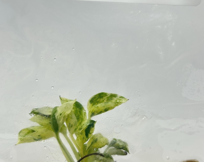 Epipremnum Teruno Lovesong Tissue Culture (1 item/bag)