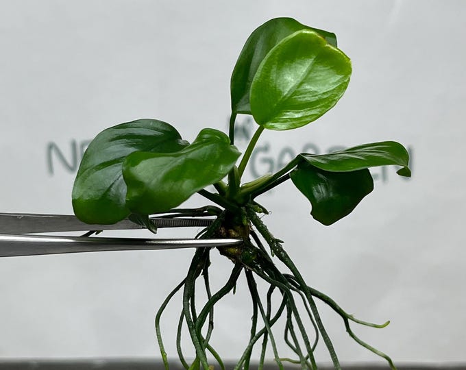 Anubias Nana ‘Petite' Tissue Culture (1 item/bag)
