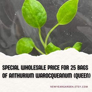 May include: Close-up of a plant with bright green leaves. The text reads "SPECIAL WHOLESALE PRICE FOR 25 BAGS OF ANTHURIUM WAROCQUEANUM (QUEEN)" and "NEWYEARGARDEN.ETSY.COM". The plant is in a clear plastic bag.