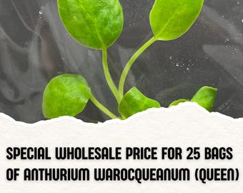 Wholesale Anthurium Warocqueanum (Queen) Tissue Culture (25 Bags)