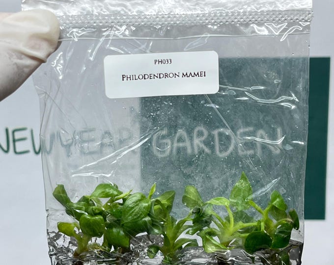 Philodendron Mamei Tissue Culture (5 items/bag)