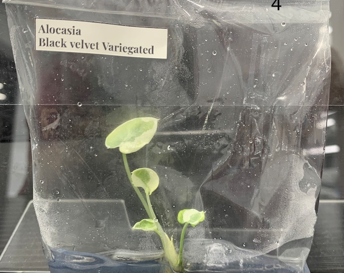 Alocasia Black velvet Ninja | 1 bag  (1 plant per bag) Tissue Culture